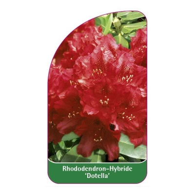 Rododendron Różanecznik DOTELLA intensywnie purpurowe kwiaty